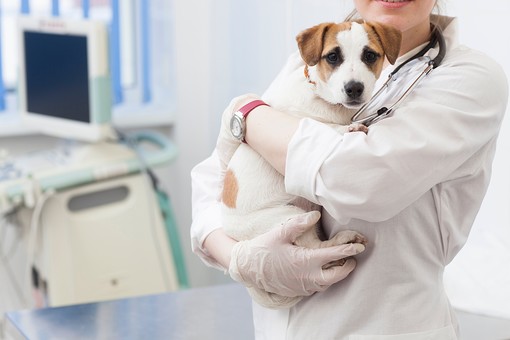 犬の３大疾患