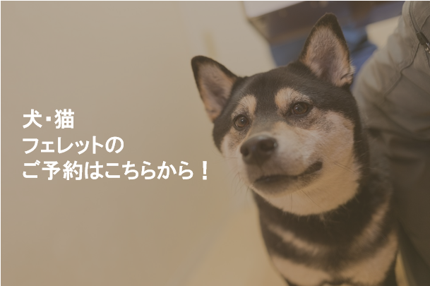 犬・猫・フェレットの予約