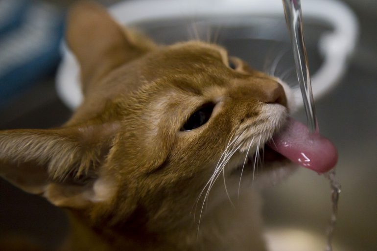 水をよく飲む、多尿