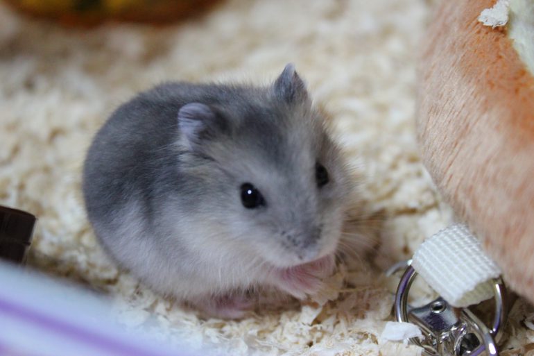 エキゾチックアニマルの治療について 長町南動物病院