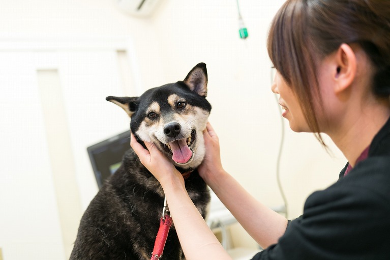 [新しいコレクション] 犬 メス お腹 できもの 943687犬 メス お腹 できもの