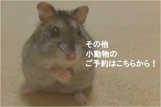 小動物の予約